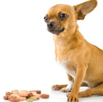 Dværg hunde: hvad skal man fodre?