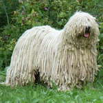 Komondor: Ungarsk Shepherd Dog