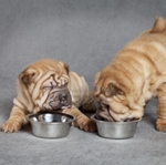Mad til Shar Pei