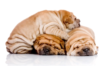 Mad til Shar Pei