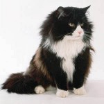 Cat shedding: hvad skal man gøre?