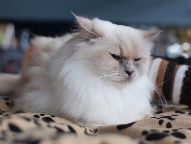 Cat shedding: hvad skal man gøre?