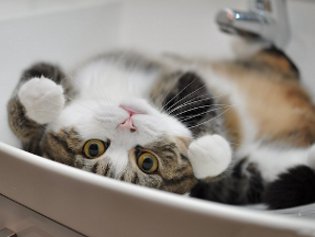 Cote Maru er en internetstjerne Cote Maru er en internetstjerne
