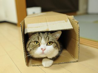 Cote Maru er en internetstjerne Cote Maru er en internetstjerne