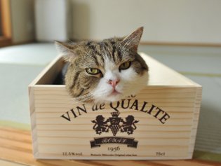 Cote Maru er en internetstjerne Cote Maru er en internetstjerne