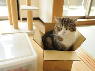 Cote Maru er en internetstjerne Cote Maru er en internetstjerne