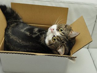 Cote Maru er en internetstjerne Cote Maru er en internetstjerne
