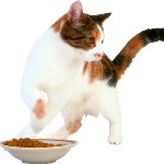 Katten spiser ikke noget Katten spiser ikke noget