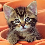 Kitten nyser: hvad skal man lave? Kitten nyser: hvad skal man lave?