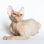 Sphinxens katte. Hvordan pleje en sfinx? Sphinxens katte. Hvordan pleje en sfinx?
