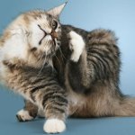 Hudsygdomme hos katte