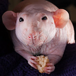 Sphynx rotter