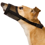 Behandling af hunde. Førstehjælp Behandling af hunde. Førstehjælp