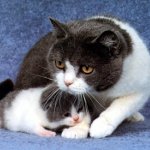 Mastitis i en kat