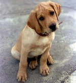 Mastitis hos hunde