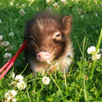 Mini-gris: vedligeholdelse og pleje Mini-gris: vedligeholdelse og pleje