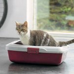 Urolithiasis hos katte