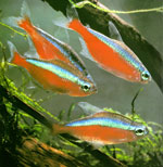 Neon fisk Neon fisk
