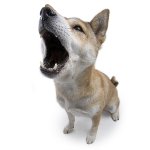 Træning af hunde Træning af hunde