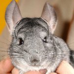 Farve af chinchillaer Farve af chinchillaer