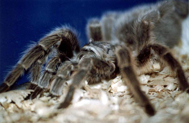 Spider-tarantula: vedligeholdelse og pleje