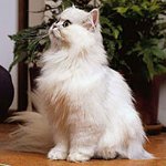 Persisk chinchilla