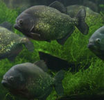 Piranhas i dit akvarium