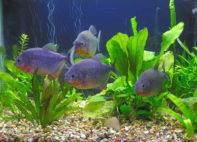 Piranhas i dit akvarium