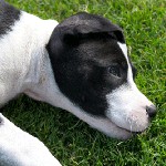 Pyroplasmosis hos hunde