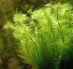 Hvorfor lider akvarieplanter? Hvorfor lider akvarieplanter?