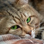 Subkutan mide hos katte