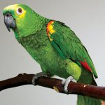 Diarré i papegøje