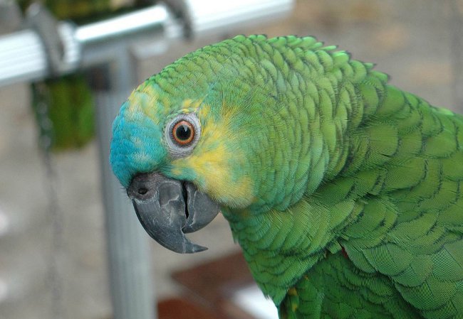 Amazon papegøjer: indhold, pleje, fodring