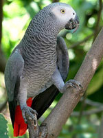 Jacques Parrot: indhold derhjemme