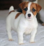 Breed Jack Russell Terrier