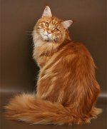 Maine Coon katteavl