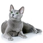 Cat race russisk blå