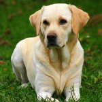 Rac Labrador Rac Labrador