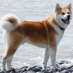 Hundeslag: Akita Inu