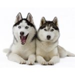 Husky hundeavl