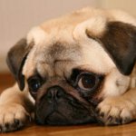 Racer af hunde pug Racer af hunde pug