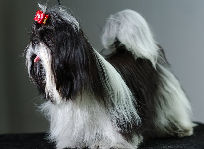 Rac af Shih Tzu hunde