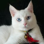 Racer af hvide katte