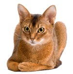 Katteacer: Abyssinian cat