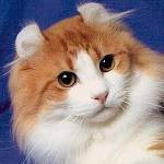 Racer af katte: American Curl
