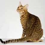 Racer af katte: ocicat