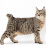 Racer af katte: pixibob