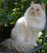 Raser af katte: ragamuffin