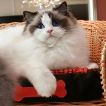 Racer af katte: ragdoll Racer af katte: ragdoll