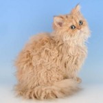 Rækker af katte: Selkirk rex